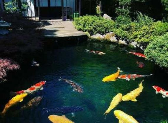 Thi Công Hồ Cá Koi Chuyên Nghiệp | Chất Lượng Đạt Chuẩn