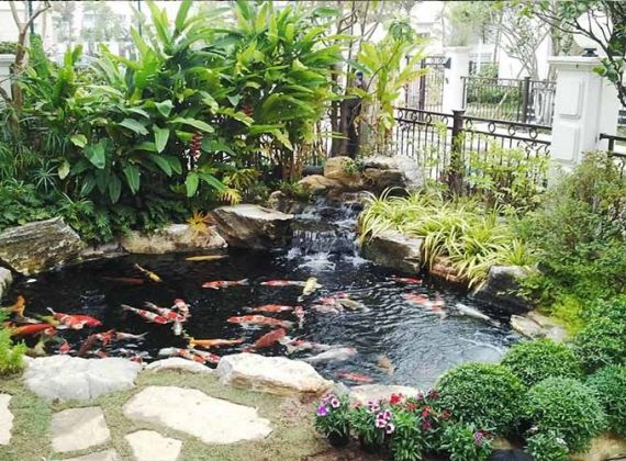 Dịch vụ xây dựng hồ cá koi đẹp, trọn gói và uy tín nhất