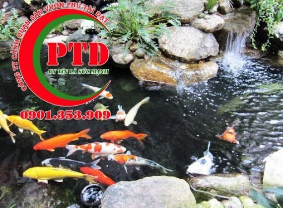 Thi công hồ cá Koi quận 5 theo phong thủy gia chủ