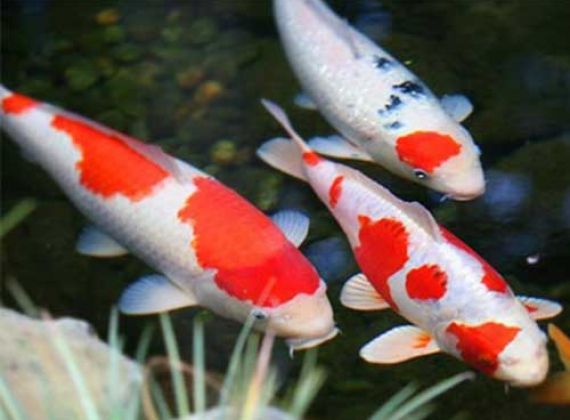 Kỹ thuật nuôi cá Koi Nhật Bản sang trọng, đẹp mê hồn