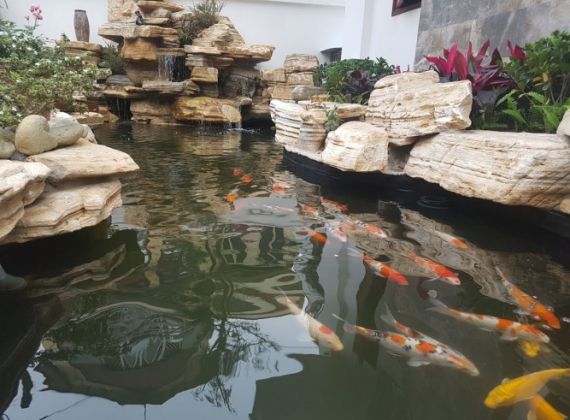 Đơn vị làm hồ cá koi ngoài trời đẹp và chất lượng nhất hiện nay