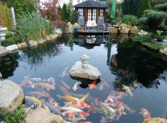 5 yếu tố đảm bảo nước hồ cá Koi chất lượng