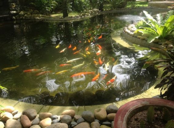 Thiết Kế Thi Côn Hồ Cá Koi Bình Dương Đạt Tiêu Chuẩn