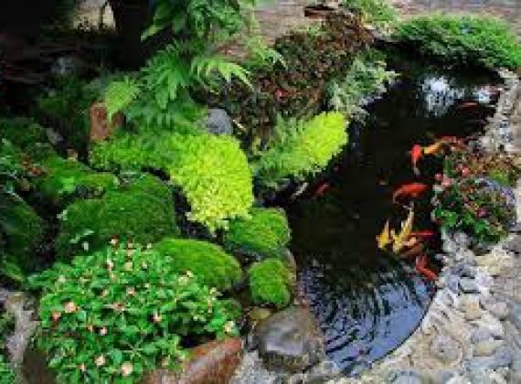 Công ty nhận thiết kế hồ cá koi Nhà Bè uy tín hàng đầu