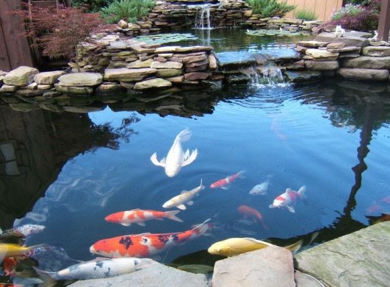 Những yếu tố cần nắm để thi công hồ cá Koi chuẩn Nhật tiết kiệm chi phí