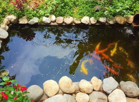 Bạn cần thiết kế hồ cá koi đẹp hóc môn ? Alo Sân Vườn Phú Tài Đạt nhé