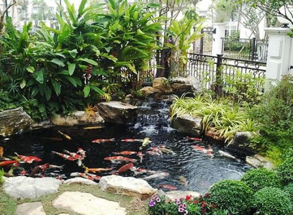 4 bước đơn giản để xây dựng hồ cá Koi mini