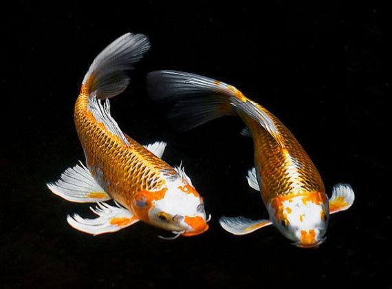 Thức ăn cho cá Koi và những điều cần lưu ý