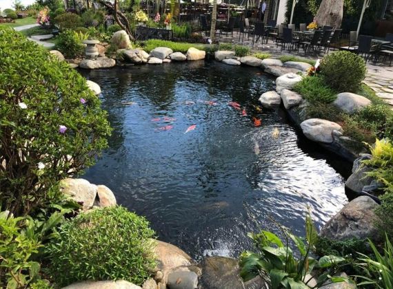 Hồ cá koi Phú Nhuận độc đáo cho không gian thêm thu hút