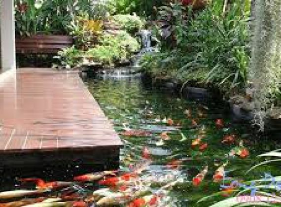 Thiết kế và xây dựng hồ cá koi quận 12 hợp phong thủy 