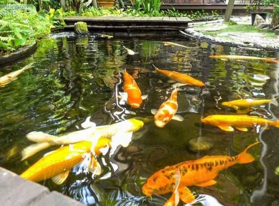 Chọn Đơn Vị Nào Thiết Kế Thi Công Hồ Cá Koi Tphcm Uy Tín Nhất?