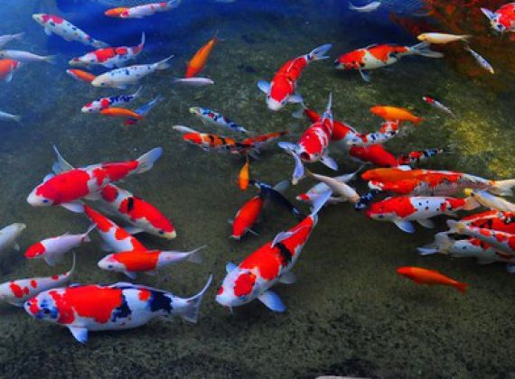 Cách thả cá koi không chết khi thả vào hồ bể mới
