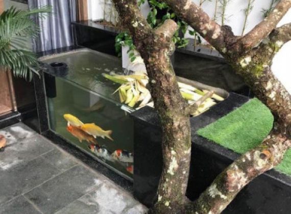 Thiết kế thi công hồ cá koi mini bằng kính đẹp - Kiểu dáng đa dạng