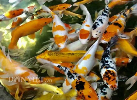 Quảng Ngãi: Độc đáo thuần hóa loài cá 