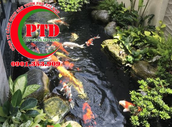 Thi Công hồ cá koi