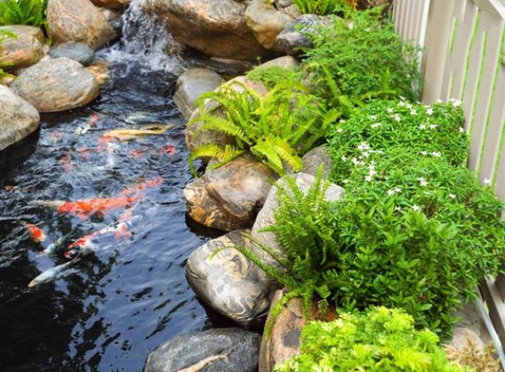 Thi công làm hòn non bộ hồ cá koi trong nhà giá rẻ