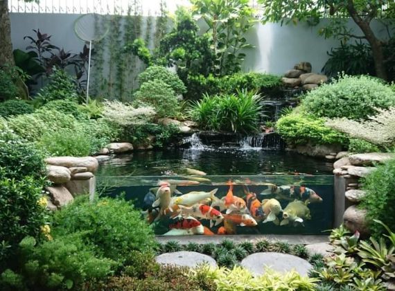 Khám phá nơi chuyên thi công hồ cá Koi uy tín hàng đầu bạn không nên bỏ qua