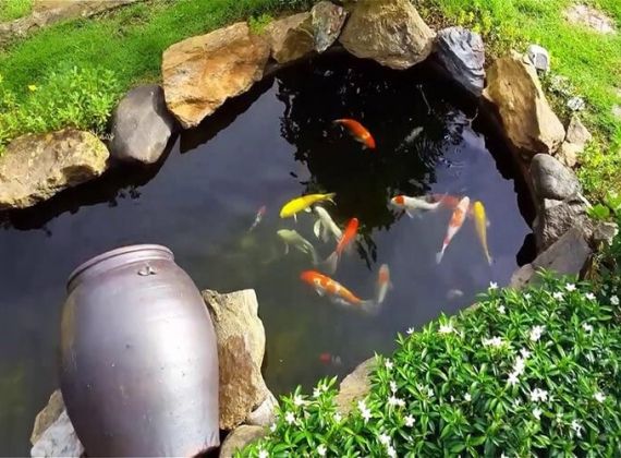 Khám phá ngay đơn vị chuyên thi công hồ cá koi mini uy tín