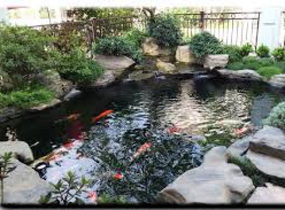 Đơn vị chuyên thi công và thiết kế hồ cá Koi quận 6 uy tín