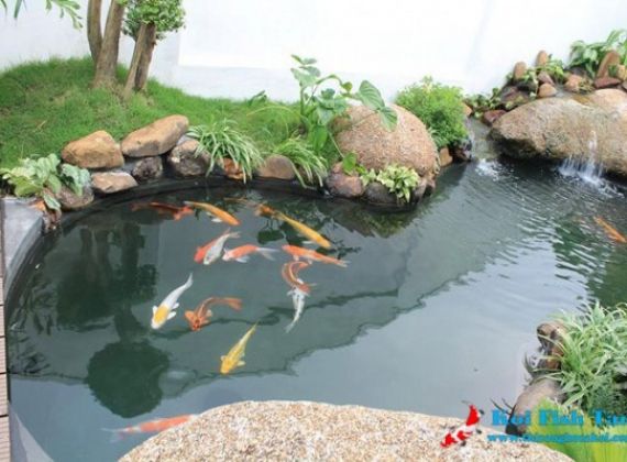 NƠI CUNG CẤP CHI PHÍ CẢI TẠO HỒ CÁ KOI NGOÀI TRỜI MỚI NHẤT