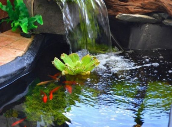 Công ty chuyên thiết kế và thi công hồ cá koi đẹp, độc đáo