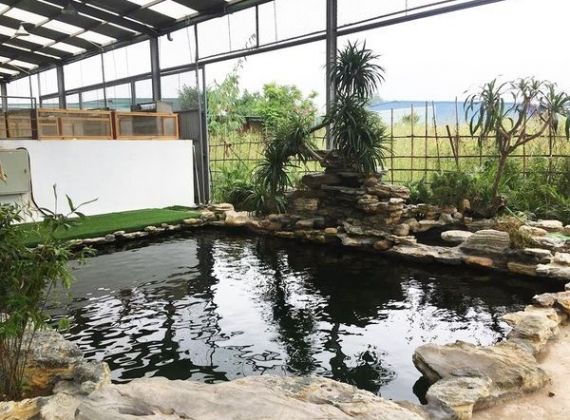 NƠI CHUYÊN CẢI TẠO HỒ CÁ XI MĂNG THÀNH HỒ KOI CHUYÊN NGHIỆP