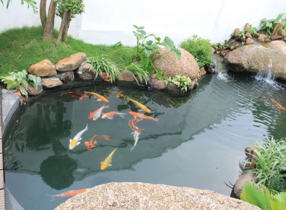 Thiết kế hòn non bộ hồ cá Koi giá rẻ TPHCM 