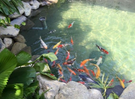Khám phá ngay công ty làm hồ cá koi uy tín, thi công trọn gói