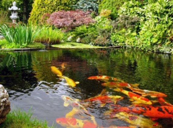 Giá Trị Mà Hồ Cá Koi Mang Đến Cho Ngôi Nhà Của Bạn