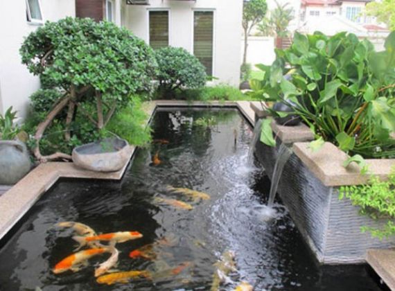 Khám phá ngay hồ cá koi trong nhà Quận 8 uy tín chuyên nghiệp