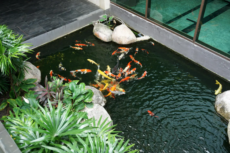 Đơn vị vệ sinh hồ cá koi uy tín HCM