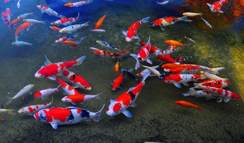 Where the koi swim in groups under the drain