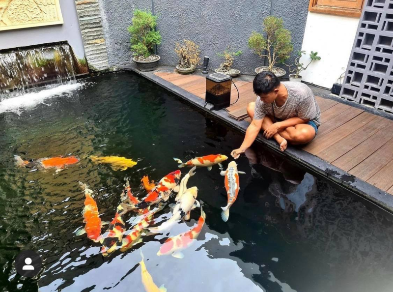 Dịch vụ vệ sinh hồ cá Koi tại nhà TPHCM