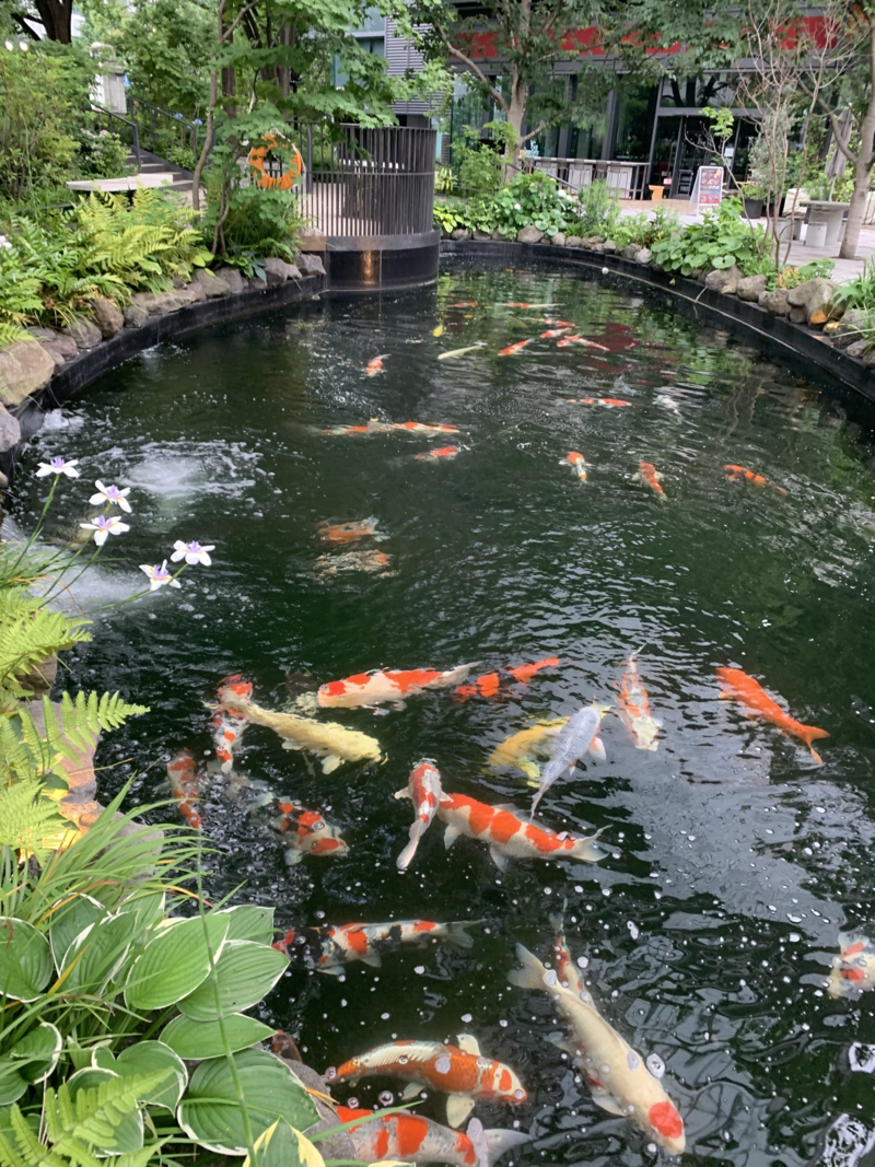 Vệ sinh hồ cá koi bao nhiêu tiền