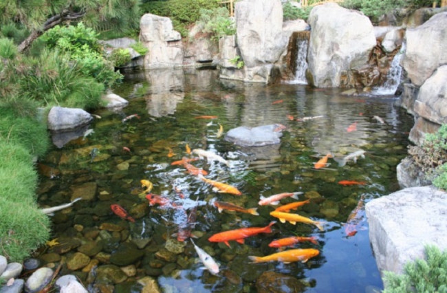cach-cai-tao-ho-ca-koi-bi-reu