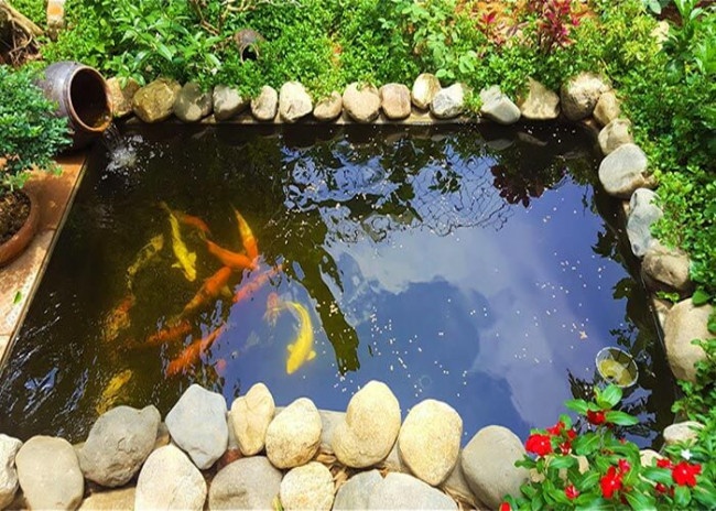 cach-cai-tao-ho-ca-koi-bi-reu