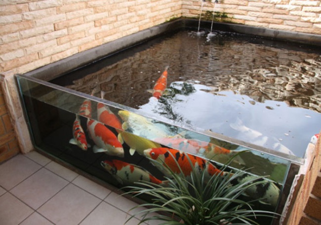 cai-tao-ho-ca-koi-san-thuong