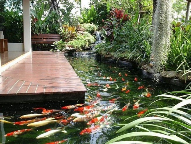 cai-tao-ho-ca-koi-tphcm