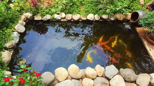 chi-phi-cai-tao-ho-ca-koi