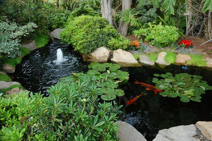 hồ cá koi mini sân vườn