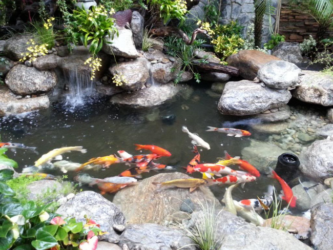 sua-chua-ho-ca-koi-bi-tham