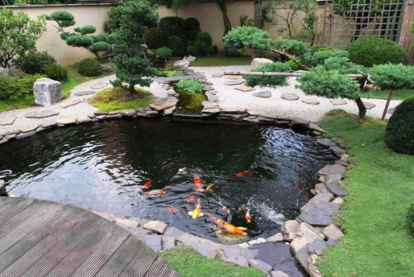 tu-van-thiet-ke-ho-ca-koi