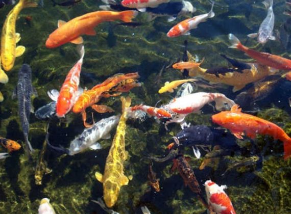 Có bao nhiêu cách chọn giống cá Koi dễ nuôi và phổ biến nhất hiện nay?