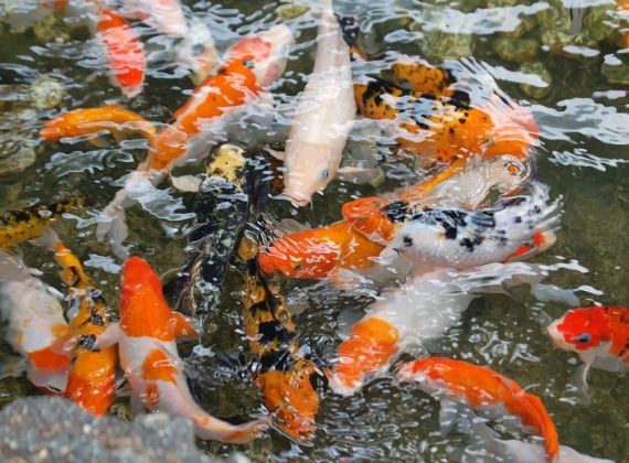 Cách chăm sóc cá koi tốt nhất, giúp cá phát triển đẹp