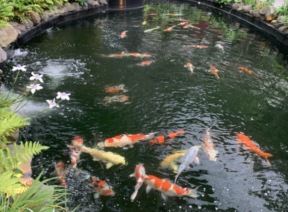 Có nên trồng cây trong hồ cá Koi không?