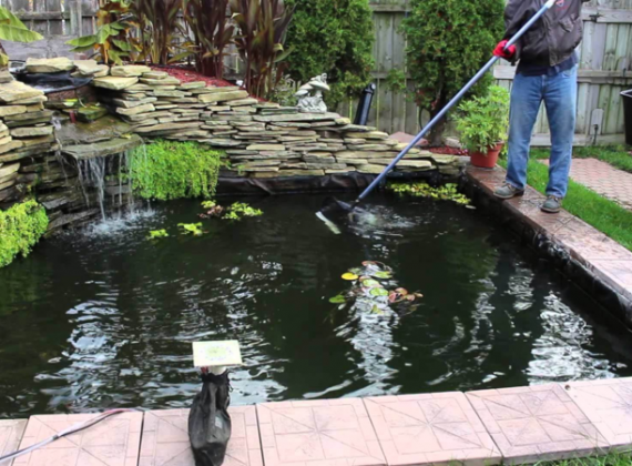 Nguyên nhân khiến cá Koi dễ chết khi thả vào hồ mới