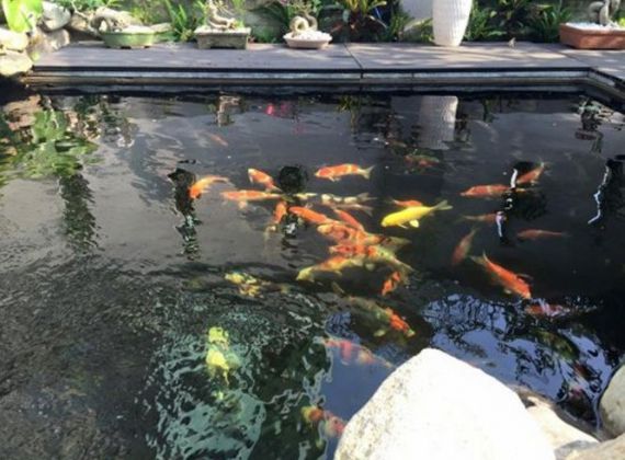 Những Lưu Ý Để Chăm Sóc Cá Koi Tránh Bị Bệnh
