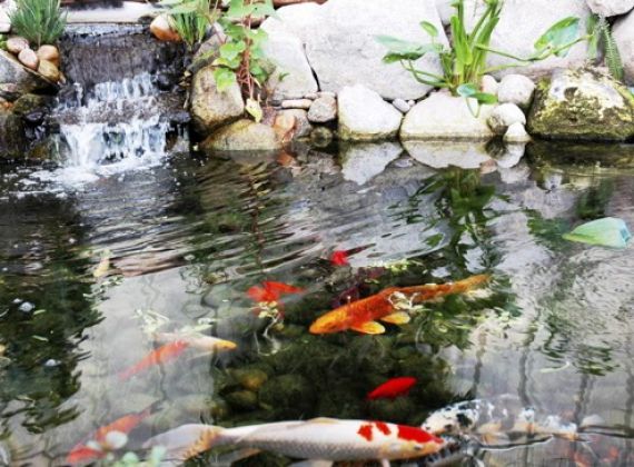 Những điều cần biết khi thiết kế và thi công hồ cá Koi kiểu Nhật