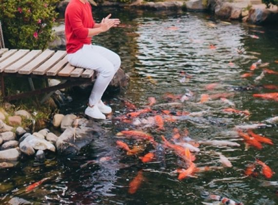 Nguyên Khang thăm hồ cá Koi tiền tỷ