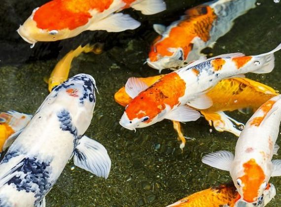 Hướng dẫn cách nhận biết và chăm sóc cá koi sắp đẻ